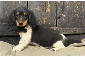 Kayden - Doxle for sale