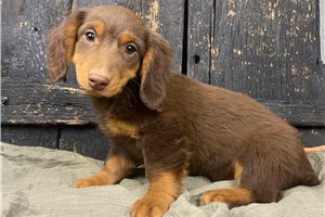 Knox - puppy for sale