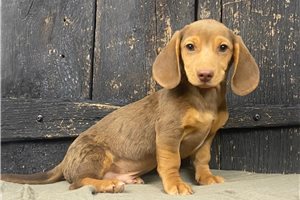 Konrad - puppy for sale