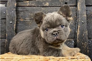 Boston | Puppies For Sale at Pawrade