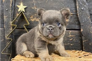 Rissa - puppy for sale