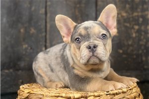 Timon - French Bulldog for sale