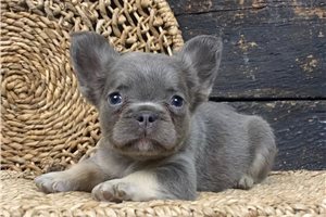 Carrie - French Bulldog for sale