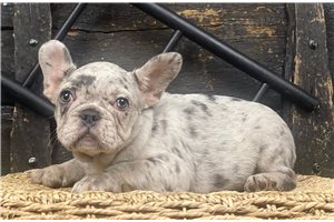 Rascal - French Bulldog for sale