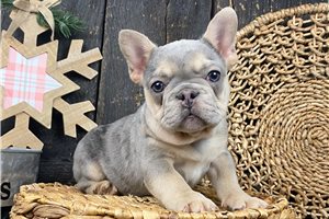 Chance - puppy for sale