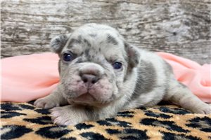 Seven - French Bulldog for sale