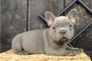 Petey - French Bulldog for sale