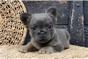 Dayla - French Bulldog for sale