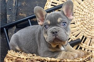 Oscar - French Bulldog for sale