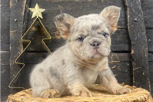 Trey - puppy for sale