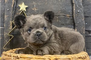 Revis - puppy for sale