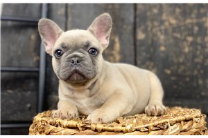Carli - French Bulldog for sale