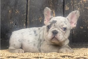 Rascal - French Bulldog for sale