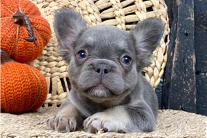 Carrie - French Bulldog for sale