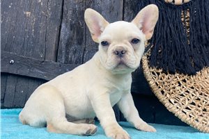 Katrina - puppy for sale