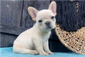 Kaiden - French Bulldog for sale