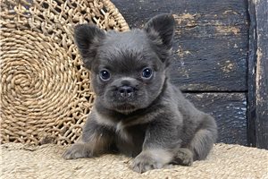 Diana - French Bulldog for sale