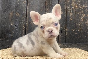 Rosie - French Bulldog for sale