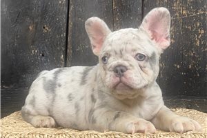 Rufus - puppy for sale