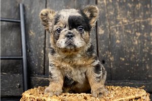 Lana - French Bulldog for sale