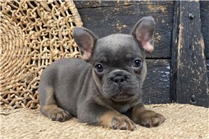 Freya - French Bulldog for sale