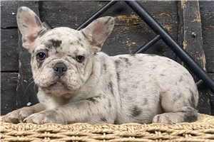 Rascal - puppy for sale