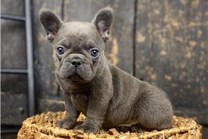 Leah - French Bulldog for sale