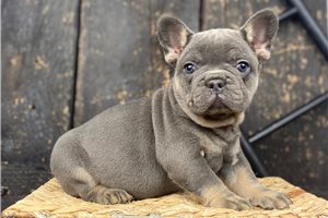 Percy - puppy for sale