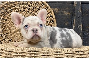 Rosie - puppy for sale