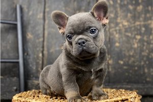 Glenda - French Bulldog for sale