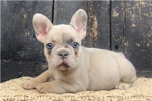 Rileigh - French Bulldog for sale