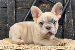 Rileigh - puppy for sale