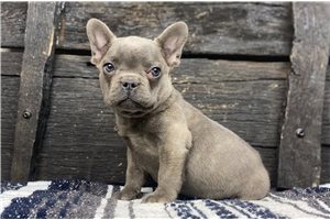 Bryson - French Bulldog for sale