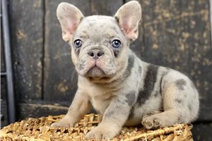 Luke - French Bulldog for sale