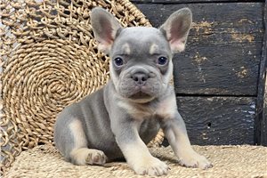 Cayden - French Bulldog for sale