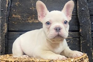 Yoshi - puppy for sale