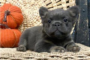 Diana - French Bulldog for sale