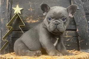 Renzo - puppy for sale