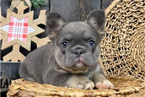 Tulip - puppy for sale