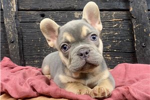 Inga - French Bulldog for sale