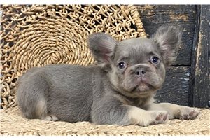 Carrie - French Bulldog for sale