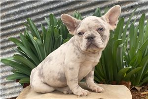 Lex - French Bulldog for sale