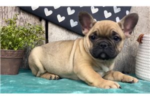 Finnegan - French Bulldog for sale