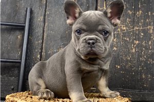 Percy - puppy for sale