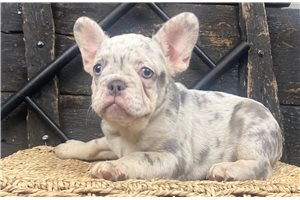 Rufus - French Bulldog for sale
