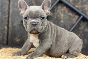 Picasso - puppy for sale