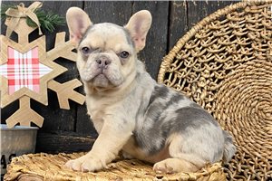 Rolla - puppy for sale