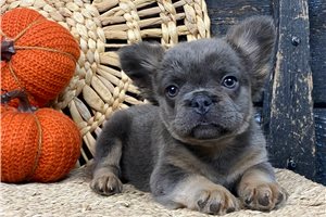 Dayla - French Bulldog for sale