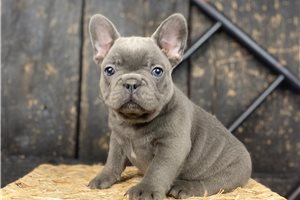 Palmer - puppy for sale