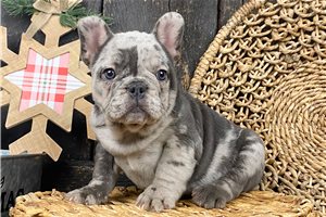 Ruby - French Bulldog for sale